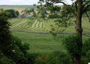 ThreshfieldThe Sett on The Wharfe的绿树成荫的田地