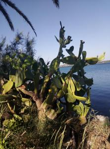 塔拉莫内Casa vacanze mare blu的水边的仙人掌植物
