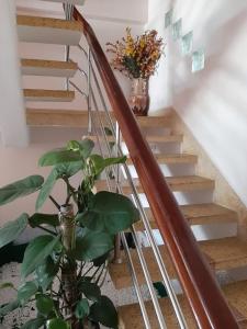 大叻Hostel Khanh Hương 2的植物坐在楼梯旁