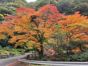 雾岛市Hoshi no Sato的路旁有五颜六色叶子的树