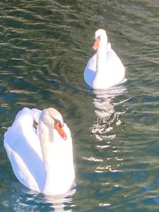 卡斯特沃托诺Floating House Embé Experience的两个白天鹅在水中游泳