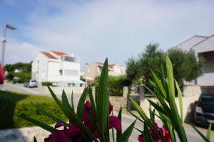 佩特坎内Apartments 2A的院子里种有紫色花的盆栽植物
