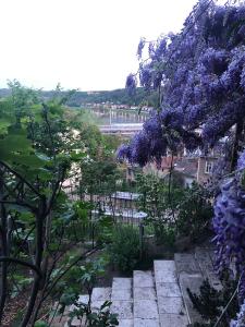 梅森Ferienwohnung Burkhardt的种着紫色花的树花园