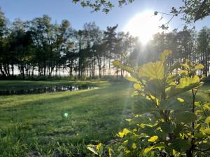 LiepeneVējciems的阳光照耀着树木的田野景色