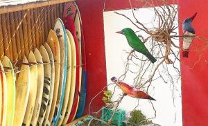 奇卡马港Surf House Chicama的坐在冲浪板旁的树枝上的绿色鸟