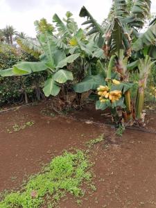 伊科德洛斯维诺斯Chalet Las Viñas的香蕉树上悬挂的一束香蕉