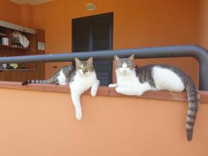 维耶斯泰帕尔梅葛美乐酒店的两只猫坐在墙上