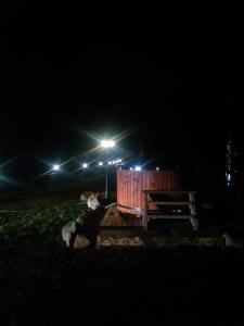BaltriškėsKaimo turizmo sodyba Stromelė的夜间躺在长凳上的几个动物