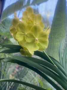 瓜拉派瑞Orquídea Café的绿树上一朵黄色的花
