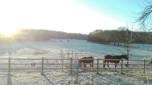 聚滕达尔B&B Punto Vélo的三匹马站在雪覆盖的田野围栏后面