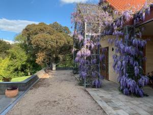巴拉腊特巴拉腊特的春天的挂在建筑物一侧的紫色花圈