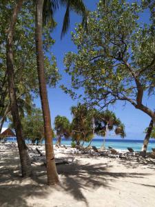 拉斯杜拉斯杜环礁蓝水旅馆的棕榈树海滩和海洋