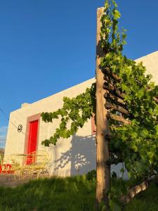 格拉夫-里内特Waterval farmstay的一座建筑前的树,有红门