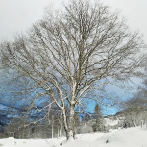 科尔尼蒙拉弗尔梅锁斯勒斯海兹旅馆的雪覆盖着一棵没有树叶的树