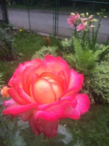 金沙纳斯科别墅旅馆的花园里的粉红色玫瑰,花朵花朵花