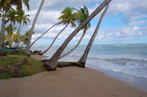 拉斯特拉纳斯Hotel Atlantis的海滩上一棵棕榈树和大海