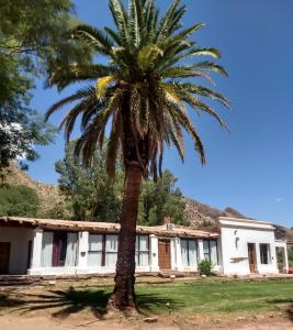 蒂诺加斯塔Hotel Hacienda Casa Blanca的房屋前的棕榈树