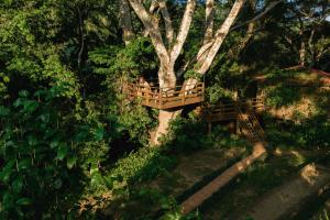 圣伊格纳西奥Sweet Songs Jungle Lodge的公园里树木周围的木桥