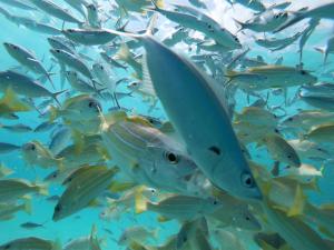拉斯杜拉斯杜环礁蓝水旅馆的一群鱼在水中游泳