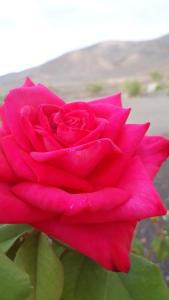 LajitaFinca Los Rosales的红玫瑰,上面有水滴