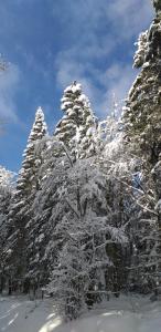 埃皮纳勒Gîte LE JARDINIER的雪覆盖的一群树