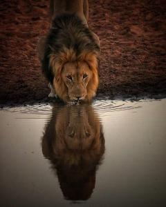 曼耶雷蒂野生动物园Honeyguide Tented Safari Camps - Mantobeni的狮子在水中反射