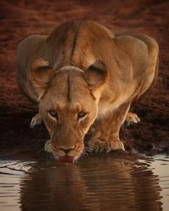 曼耶雷蒂野生动物园Honeyguide Tented Safari Camps - Mantobeni的狮子从水中喝的饮用水