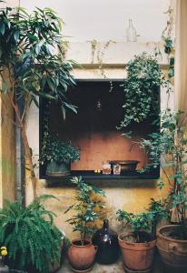 雅典Shila Athens的一组坐在墙上的盆栽植物