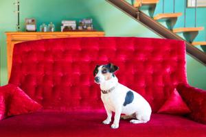 EspèreDomaine de Labarthe Maison d'hotes的一只小狗坐在红色沙发上