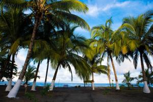 托尔图格罗Hotel Tortuguero Beachfront的海滩上的一棵棕榈树