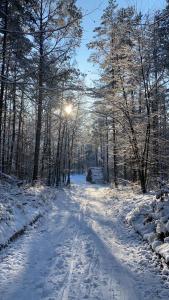 科沃布热格Villa Rasmus的一条雪覆盖的道路,阳光照耀着树木
