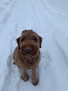 RedfieldTug Hill Resort的一只棕色的狗正坐在雪中