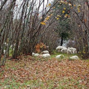 PuntalazzoAgriturismo La Caraffara sull' Etna的一群羊在一片树木繁茂的田野里放牧
