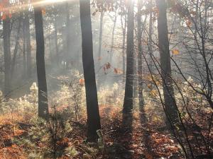 马尔克洛Villa Smalspoor的秋天的一片树木茂密的森林