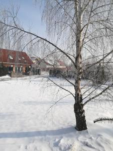 密古雷休治和谐酒店的建筑物旁边的雪地里的一棵树
