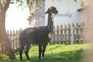 TerfensFerienwohnungen Plattnerhof的一只黑色山羊站在围栏旁边的草地上