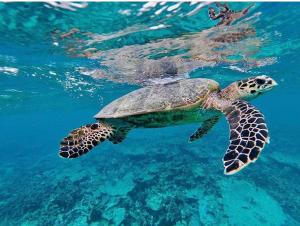 弗里德胡岛屿度假宾馆的海水中游泳的绿海龟