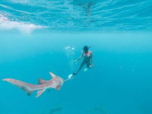 拉斯杜拉斯杜环礁白珊瑚旅馆的水中的人,水中有鲨鱼