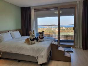 济州市Hi Jeju Hotel的两只狗坐在酒店房间的床边
