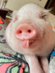 格拉马中央酒店的一只舌头在毯子上的猪