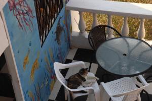 圣玛尔塔Casa Blanca - Taganga的坐在桌子旁椅子上的猫
