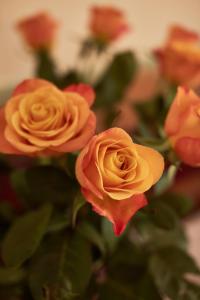 马里博尔维拉艾美酒店的花瓶里一群橙色玫瑰