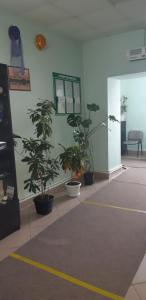 喀山那贝雷兹诺迷你酒店的墙上有盆栽植物的房间