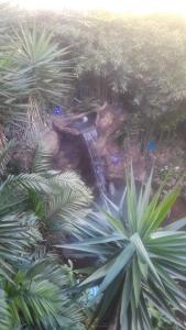 阿拉胡埃拉Hotel Chalets Los Volcanes的一座种有棕榈树和瀑布的花园