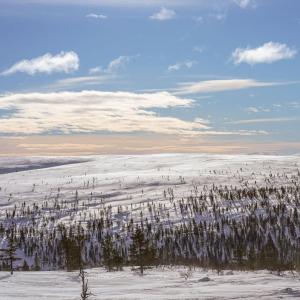 萨利色尔卡Sielikkö Aurora Log Apartments的雪地里,有树木