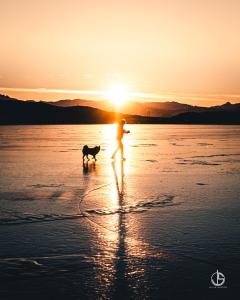 斯蒂克松鲁姆赫尔加菲旅馆的日落时在海滩上行走狗的人