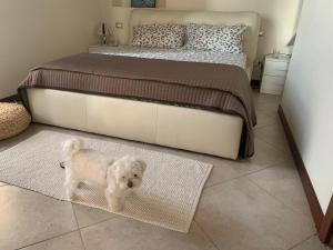 阿罗纳Arona Prestige Apartments的一只小白狗站在床边的地毯上