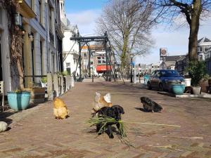 斯希丹't hart van Schiedam的一群小鸡坐在城市街道上