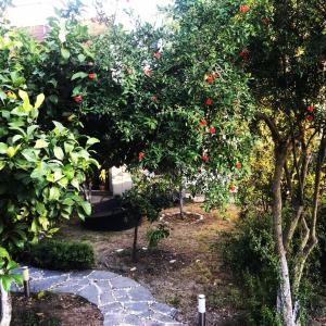 博德鲁姆Villa No 5的一座种有红果树和石头小径的花园