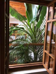 马拉喀什艾琳摩洛哥传统庭院旅馆的窗户,享有室内植物的景色